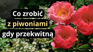 PIWONIE  zrób koniecznie teraz te zabiegi a piwonie odwdzięczą się bujnym kwitnieniem na wiosnę [upl. by Westmoreland]