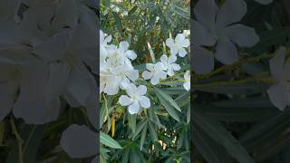 White Nerium Oleander in bloom 😻✨🌈nature is beauty and abundance✨ oleandro magic nature bloom [upl. by Micah]