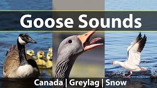 Goose Sounds and Honks Listen to Canada Geese Greylag Geese and Snow Geese [upl. by Euton]