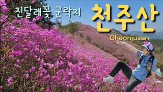 EN창원 천주산⛰️🌸Changwon Cheonjusan🗓20230407  달천계곡  진달래 군락지 [upl. by Stich204]