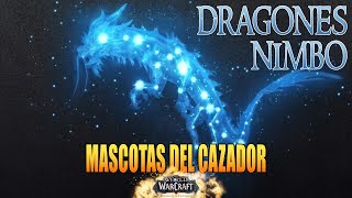 Como domesticar Dragones Nimbo  Mascotas de Cazador WOW Dragonflight [upl. by Drauode709]