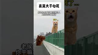 即使深陷泥潭，也要给予他人温暖 泪崩瞬间 电影浴火之路 感动 猫meme 寻亲 猫 cat 喵不可言 [upl. by Felder]