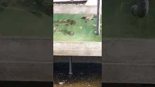 New aquarium කොහොමද සෙටි එකේ ගැමිම 🙀👹 fish bigfish viralvideo shots [upl. by Halpern170]