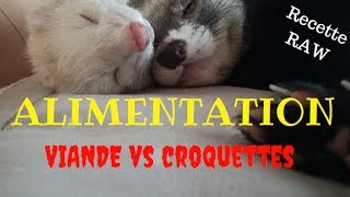 Lalimentation du furet  Viande Vs Croquettes  Les Furets Malins [upl. by Mcspadden]