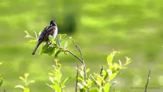 Common Reed Bunting Emberiza schoeniclus ♂  Rohrammer oder Rohrspatz 01 [upl. by Cedar]