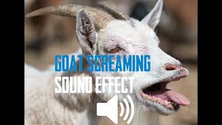 GOAT SCREAMING  SOUND EFFECT 1 HOUR [upl. by Oratnek]