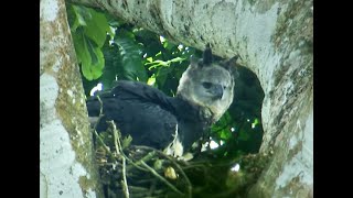 Rare Harpy Eagle Caught on Camera  Deadly 60  Series 2  BBC Earth [upl. by Marella861]