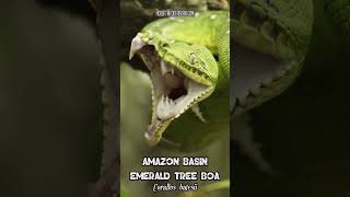 🐍😲 JawDropping SUPER SLOWMOTION of Yawning of Emerald Tree Boa 😲🐍 [upl. by Fini]