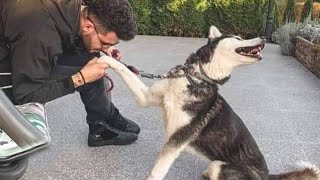 I would die laughing for this Husky Dog🤣 Funniest dog video [upl. by Adrial]