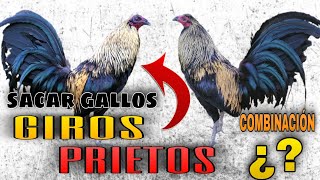 COMBINACIÓN para SACAR Gallos GIROS PRIETOS  Gallos Finos🐓 [upl. by Santoro]