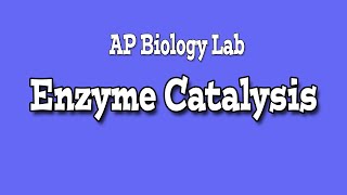 CATALASE ENZYME LAB  AP Biology [upl. by Upshaw650]