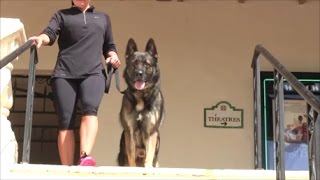 Trained Protection Dog goes to Starbucks with his owner [upl. by Ashlen]