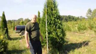 Our 34 ft Thuja Green Giant Arborvitae [upl. by Mcroberts344]