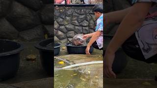 Bath time Moo Deng viral hippo หมูเด้ง cute animals khaokheowzoo [upl. by Genni]