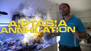 Aiptasia Annihilation — Gallery Aquatica TV [upl. by Fleisher771]