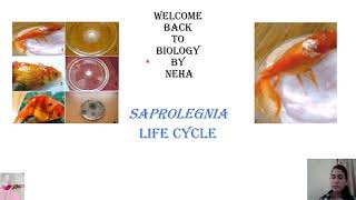 Saprolegnia Life Cycle  Saprolegnia parasitica Life cycle  BSc MSc  Biology By Neha🌻 [upl. by Niessuh]