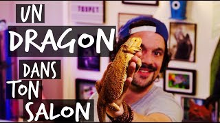 MON PREMIER LEZARD  UN DRAGON DANS TON SALON  TOOPET [upl. by Ahso]