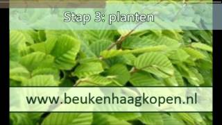 Beukenhaag planten instructie en tips voor het planten van uw beukenhaag [upl. by Biegel]