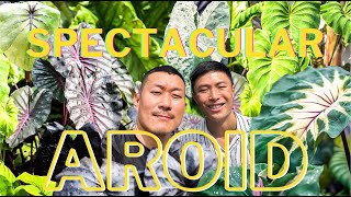 COLOCASIA  All You Need to Know About this Highly Underrated AROID  Discover RARE Varieties [upl. by Hobey]