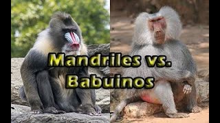 Mandriles vs Babuinos [upl. by Moynahan]