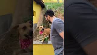 Cachorro é resgatado e muda totalmente [upl. by Atinniuq]