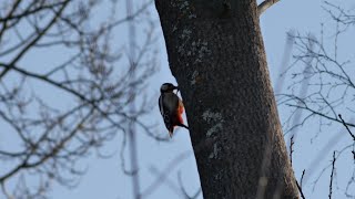 Leitz Canada Leica 280mm f48 Telyt II video test Great spotted woodpecker in slowmotion [upl. by Eseerehc]