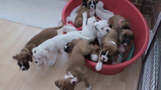 NATURAL BOBTAIL amp LONG TAIL BOXER PUPS  Eleven BOXER PUPS morning routine… [upl. by Yelak]