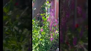 Lythrum Salicaria Dancing happyplants nature livegreenandloveyourgreens outdoorplants [upl. by Rebekah]