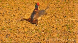 Bažant obecný Phasianus colchicusFasanCommon Pheasant [upl. by Aimit]