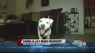 Two abused dogs left at Humane Society find loving homes [upl. by Nnodnarb]