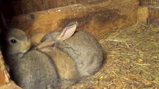 Flemish Giant Bunny Rabbit Babies [upl. by Lurline711]