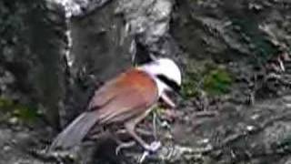 White Crested Laughing Thrush Garrulax leucolophus [upl. by Lipinski607]