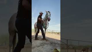 🐴Horse has releases in her neck with pressure point movements🐴 [upl. by Lairbag]