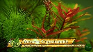 Aquarium Plants  Nesaea Crassicaulis [upl. by Enelrae]