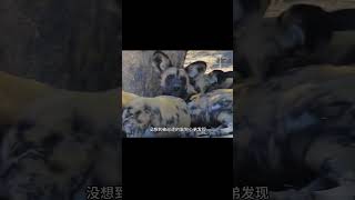 鬣狗潛入野犬老巢，咬死幼犬引發家犬戰爭，兩氏族暴力血拼！ 动物大战 动物奇闻 动物报恩 动物袭击 动物趣事 [upl. by Adnalram]