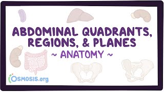 Abdominal quadrants regions and planes [upl. by Adnuhs880]