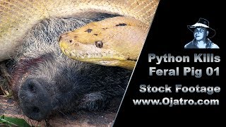 Python Kills Wild Boar 01 Stock Footage [upl. by Adev]