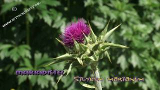 Mariadistel  Silybum marianum [upl. by Merritt]