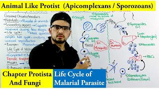 Animal Like protists Apicomplexa or Sporozoa  Life cycle of Plasmodium Malaria [upl. by Chavaree]