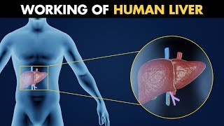 Working Of Human Liver  Anatomy And Physiology Of Liver 3D Animation [upl. by Nileuqaj405]