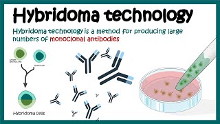 Hybridoma technology  Monoclonal antibody production using hybridoma technology  Animated biology [upl. by Ikilisav60]