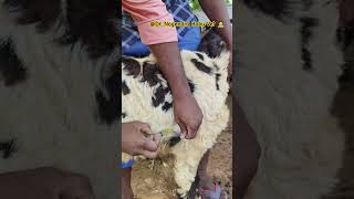 sub cutaneous injection to sheep youtubeshorts viralvideo sheep subcutaneousinjection [upl. by Ahsilat]