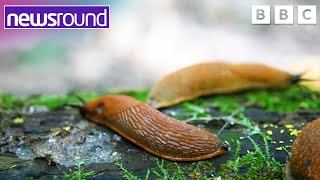 Come with us on a slug safari  Newsround [upl. by Sueaddaht]