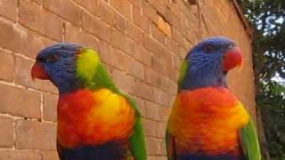 Lorikeets rave [upl. by Eissirhc]