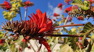 Erythrina Variegata Em Rua No Interior Do Sertão [upl. by Ilka]