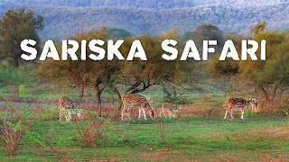 Sariska Safari Experience with Eagle Safaris  4K Video Hindi  हिन्दी [upl. by Enisamoht]