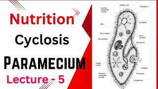 ParameciumNutritionFull explanation BSc zoology 1st year paramecium bsczoology nutrition [upl. by Benedict]