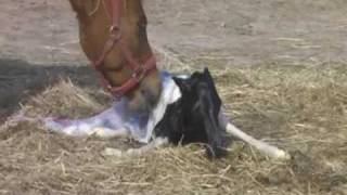 Newborn Pony Foal  Taffys Baby [upl. by Enahc]