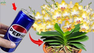 Amazing  Just one cup of this water Your orchids will bloom 100 times faster than normal [upl. by Annabel]