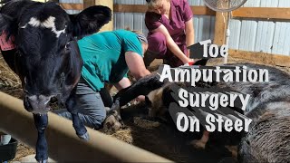 Toe Amputation Surgery on Steer [upl. by Theodora773]